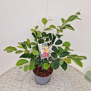 Hamamelis int. 'Arnold Promise' 60-80 cm 5,0L