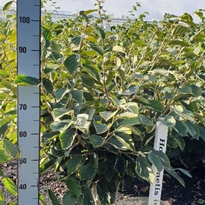 Hamamelis int. 'Arnold Promise' 80-100 cm met kluit