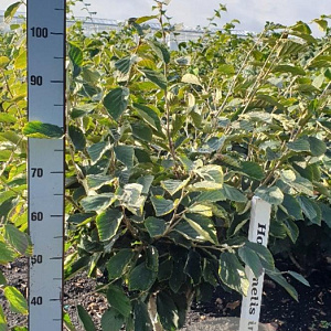 Hamamelis int. 'Arnold Promise' 80-100 cm met kluit