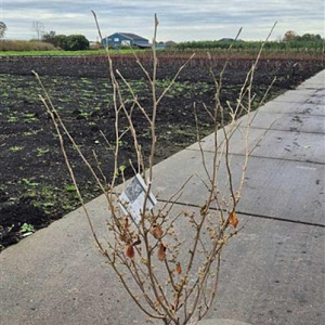 Hamamelis int. 'Arnold Promise' 100-125 cm 15L