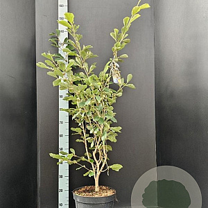 Hamamelis int. 'Arnold Promise' 100-125 cm 15L