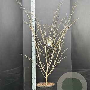 Hamamelis int. 'Arnold Promise' 125-150 cm 15L