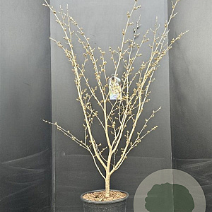 Hamamelis int. 'Arnold Promise' 125-150 cm 15L