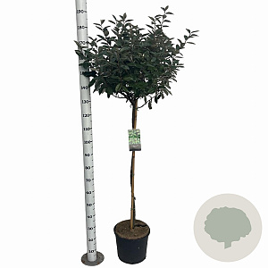 Elaeagnus ebbingei 100 cm stam 12L