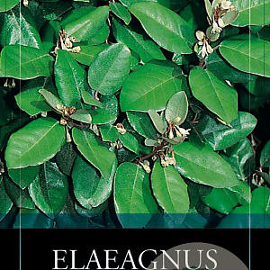 Elaeagnus ebbingei 100 cm stam 12L