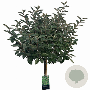 Elaeagnus ebbingei 100 cm stam 12L
