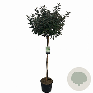Elaeagnus ebbingei 100 cm stam 12L