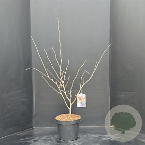 Hamamelis int. 'Diane' 80-100 cm 10L