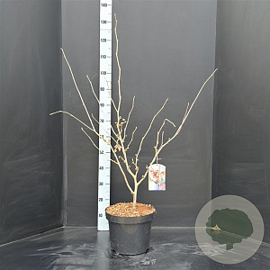 Hamamelis int. 'Diane' 80-100 cm 10L