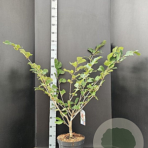 Hamamelis int. 'Diane' 80-100 cm 10L