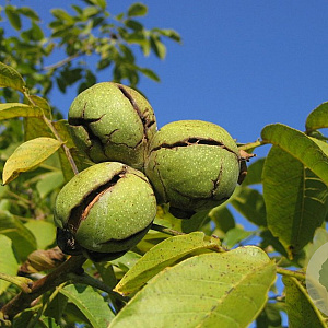 Juglans r. 'Bella Maria' 12-14 HO container