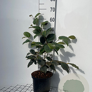 Hamamelis int. 'Feuerzauber' 60-80 cm 5,0L