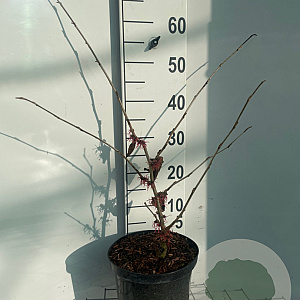 Hamamelis int. 'Feuerzauber' 60-80 cm 5,0L
