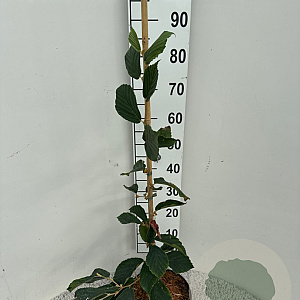 Hamamelis int. 'Feuerzauber' 60-80 cm 5,0L