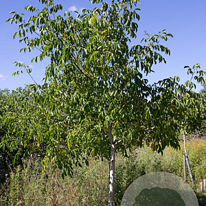 Juglans r. 'Milotai 10' 150-175 cm 6L