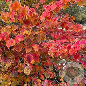 Hamamelis int. 'Feuerzauber' 80-100 cm 7,5L