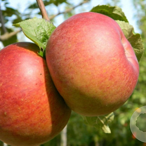 Malus d. 'Brabant Bellefleur' 8-10 HO wortelgoed