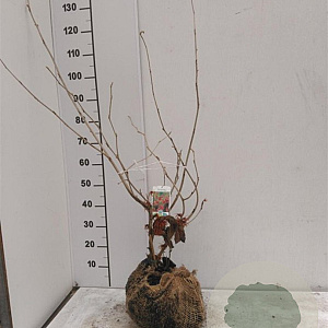 Hamamelis int. 'Jelena' 60-80 cm met kluit