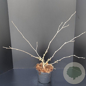 Hamamelis int. 'Jelena' 60-80 cm 5,0L