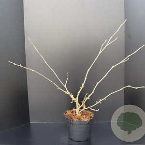 Hamamelis int. 'Jelena' 60-80 cm 5,0L