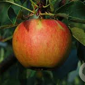 Malus d. 'Elstar' 6-8 HO wortelgoed