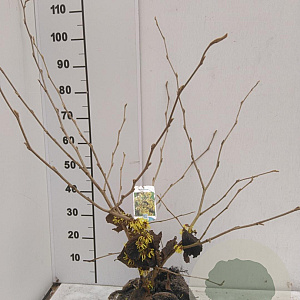 Hamamelis int. 'Pallida' 60-80 cm met kluit