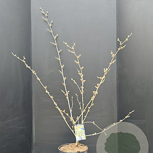 Hamamelis int. 'Pallida' 100-125 cm 10L