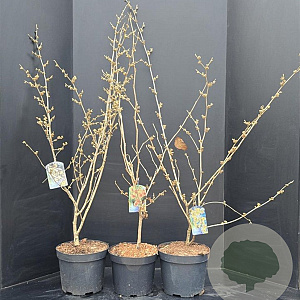 Hamamelis int. 'Pallida' 100-125 cm 10L