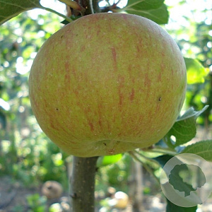 Malus d. 'Lena' 8-10 HO wortelgoed