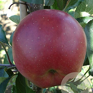 Malus d. 'Lentse Rode' 8-10 HO wortelgoed