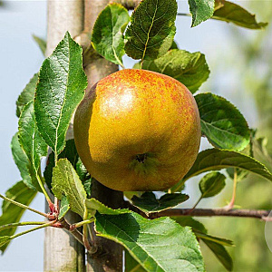 Malus d. 'Melrose' 6-8 HO wortelgoed