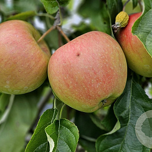 Malus d. 'Rajka' 12-14 HA draadkluit