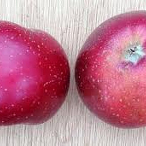 Malus d. 'Sterappel' 6-8 HO wortelgoed