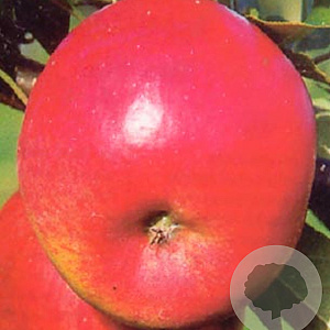 Malus d. 'Topaz' struik wortelgoed