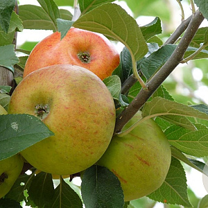 Malus d. 'Zoete Oranje' 12-14 HO container