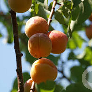 Prunus armeniaca 16-18HA container