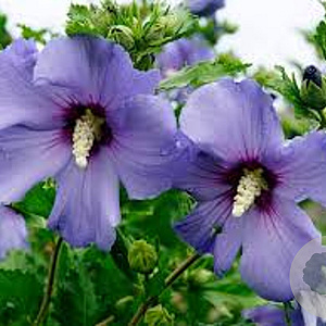 Hibiscus syr. Azurri 50-60 cm met kluit