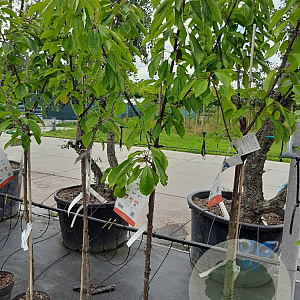 Prunus a. 'Regina' halfstam 7,5L