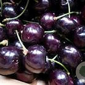 Prunus a. 'Varikse Zwarte' 6-8 HO wortelgoed