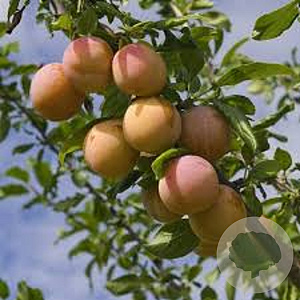 Prunus domestica 'Reine Claude' 14-16 HO draadkluit 180 cm stam