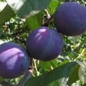 Prunus d. 'Bleue de Belgique' 14-16 HO draadkluit 180 cm stam