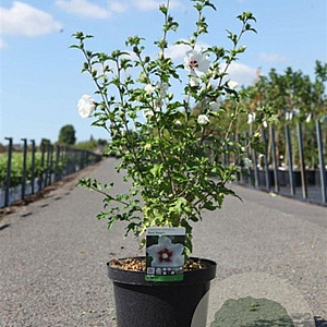 Hibiscus syr. 'Red Heart' 60-80 cm 10L