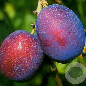 Prunus d. 'Jubileum' struik wortelgoed