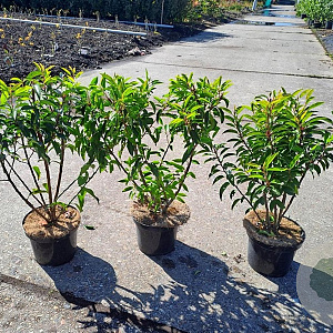 Prunus l. 'Angustifolia' 40-50 cm 3,0L