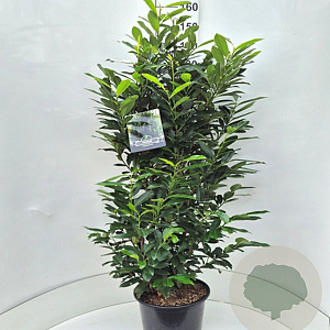 Prunus l. Elly 125-150 cm 15L