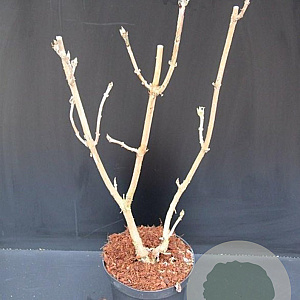 Hydrangea asp. 'Macrophylla' 50-60 cm 7,5L