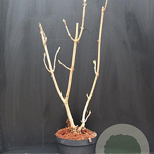 Hydrangea asp. 'Macrophylla' 50-60 cm 7,5L