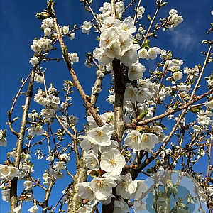 Prunus 'Umineko' 10-12 HO container