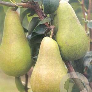 Pyrus c. 'Concorde' struik wortelgoed