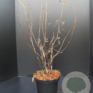 Hydrangea involucrata 50-60 cm 7,5L